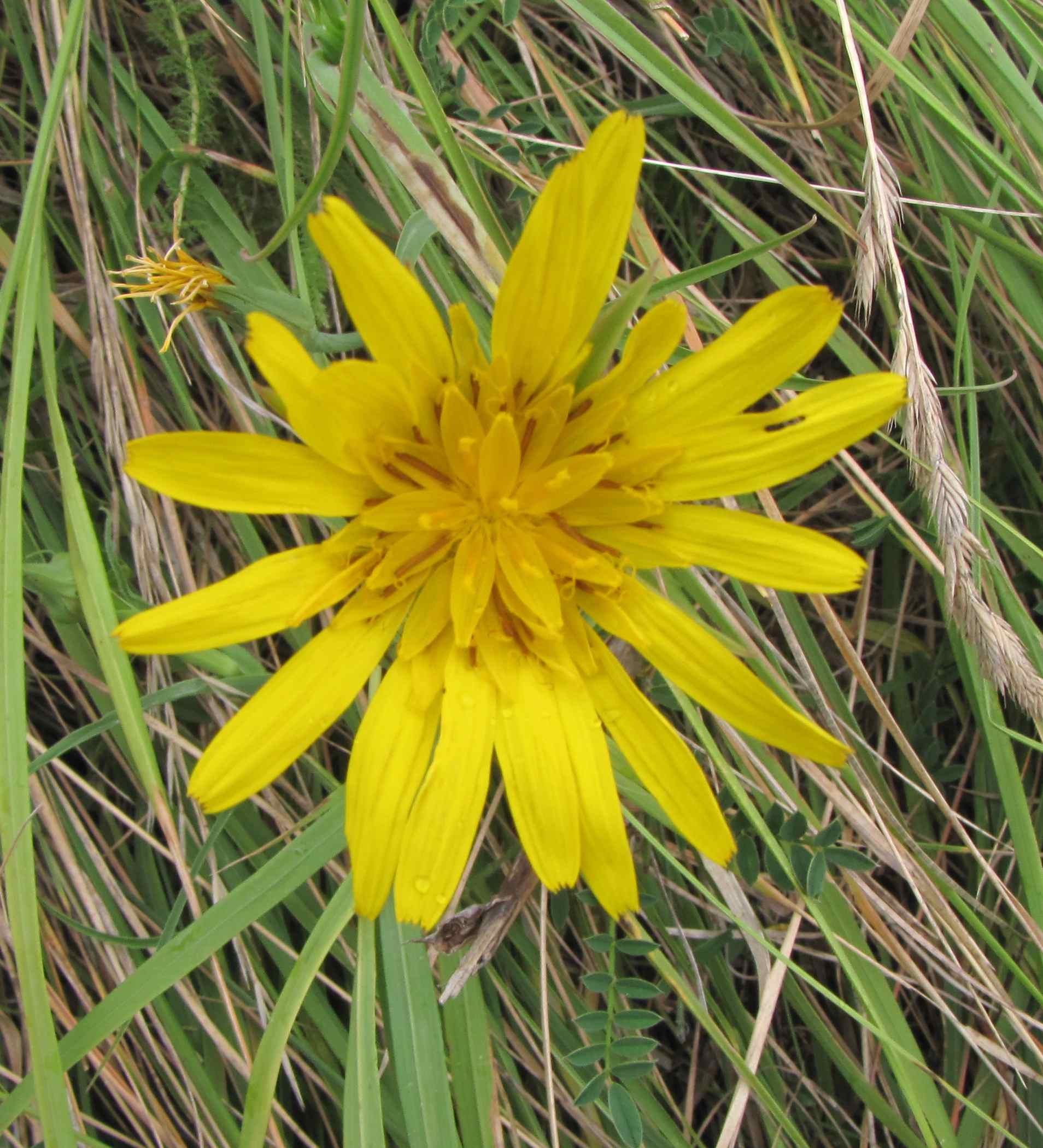 composita Sibillini - Tragopogon sp.